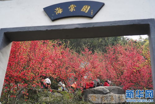 又是春花爛漫時 南昌太陽谷游人不絕鳳凰網(wǎng)江西 鳳凰網(wǎng)